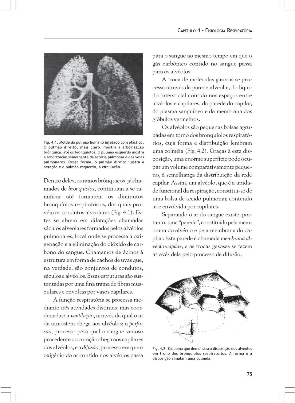 Dentro deles, os ramos brônquicos, já chamados de bronquíolos, continuam a se ramificar até formarem os diminutos bronquíolos respiratórios, dos quais provém os condutos alveolares (Fig. 4.1).