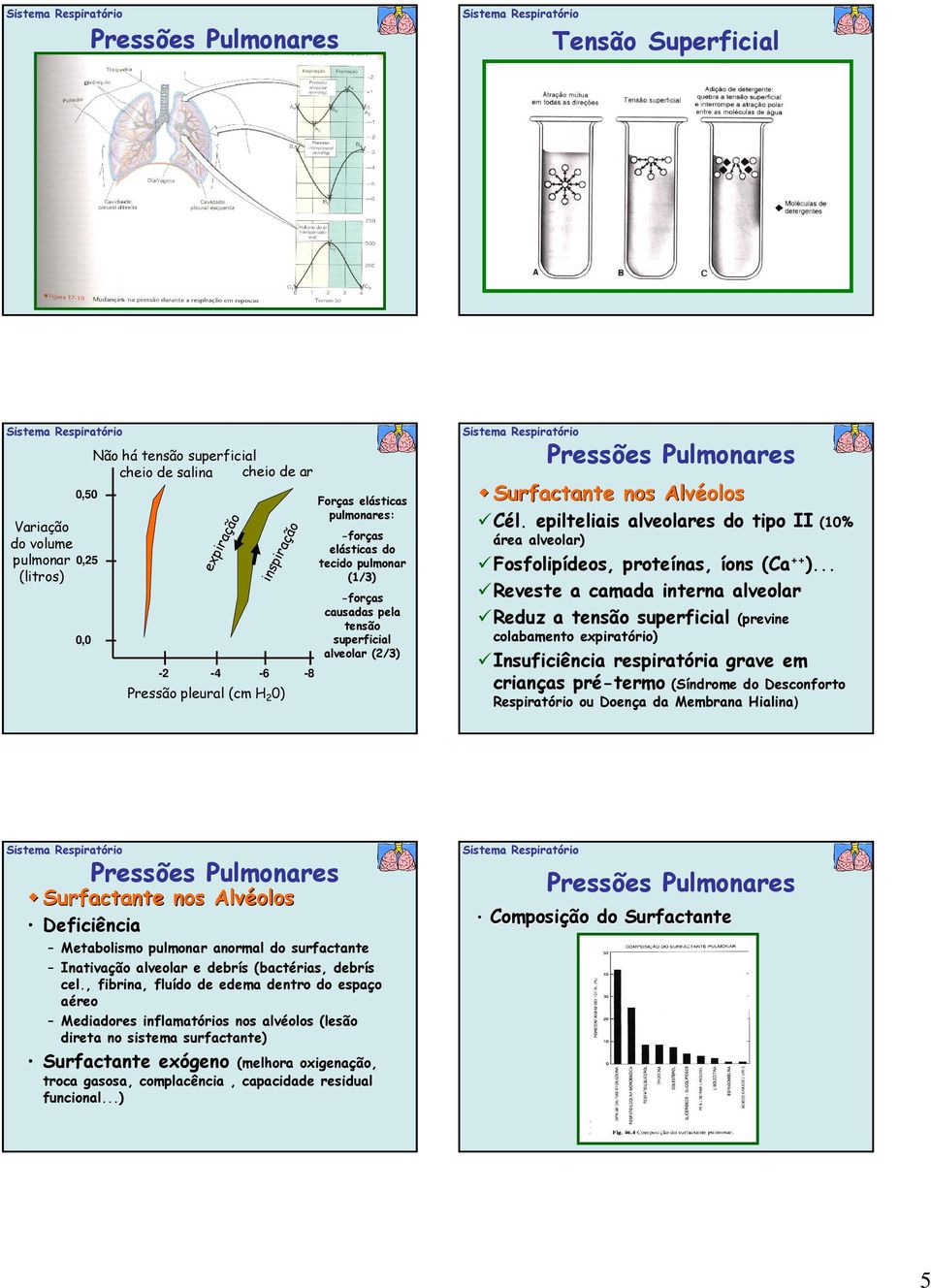 epilteliais alveolares do tipo II (10% área alveolar) Fosfolipídeos, proteínas, íons (Ca ++ ).