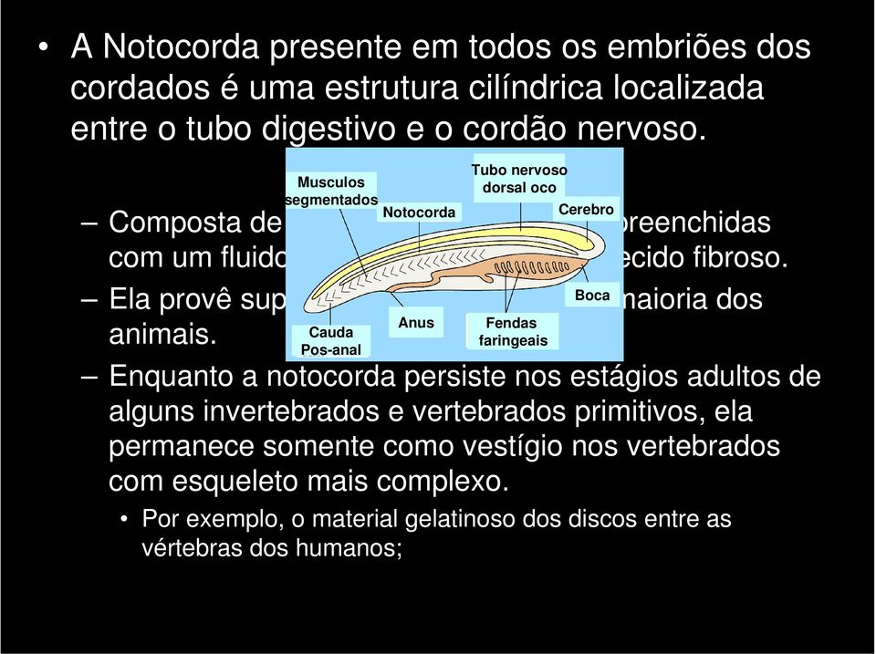 Boca Ela provê suporte para o esqueleto da maioria dos Anus Fendas animais.