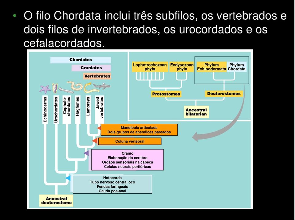 Mandibula articulada Dois grupos de apendices pareados Coluna vertebral Cranio Elaboração do cerebro