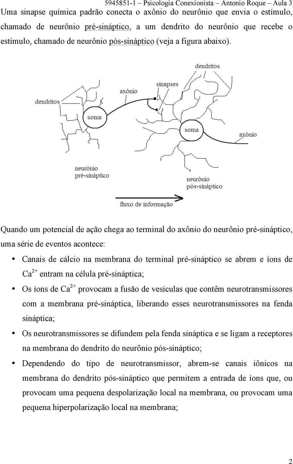 Quando um potencial de ação chega ao terminal do axônio do neurônio pré-sináptico, uma série de eventos acontece: Canais de cálcio na membrana do terminal pré-sináptico se abrem e íons de Ca 2+