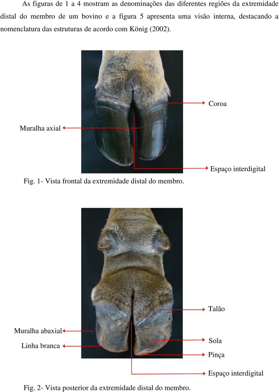 (2002). Coroa Muralha axial Fig. 1- Vista frontal da extremidade distal do membro.