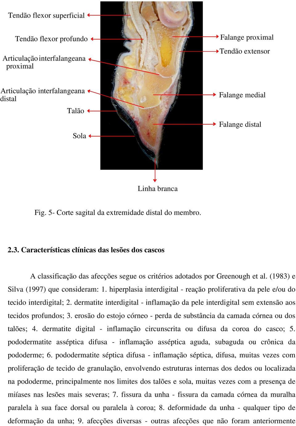 (1983) e Silva (1997) que consideram: 1. hiperplasia interdigital - reação proliferativa da pele e/ou do tecido interdigital; 2.