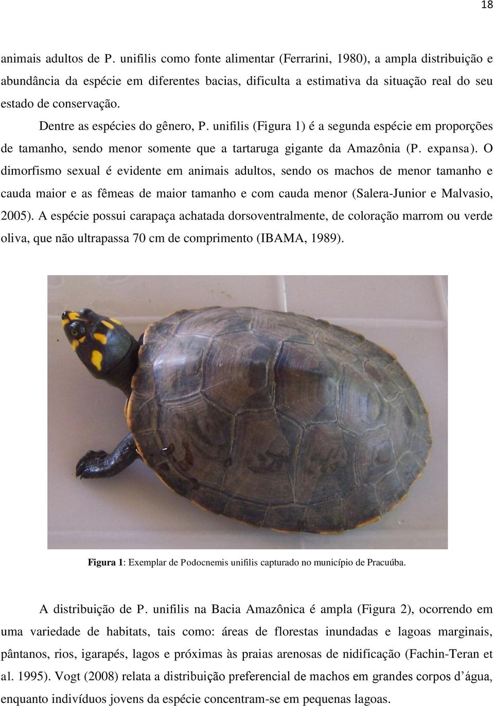 Dentre as espécies do gênero, P. unifilis (Figura 1) é a segunda espécie em proporções de tamanho, sendo menor somente que a tartaruga gigante da Amazônia (P. expansa).