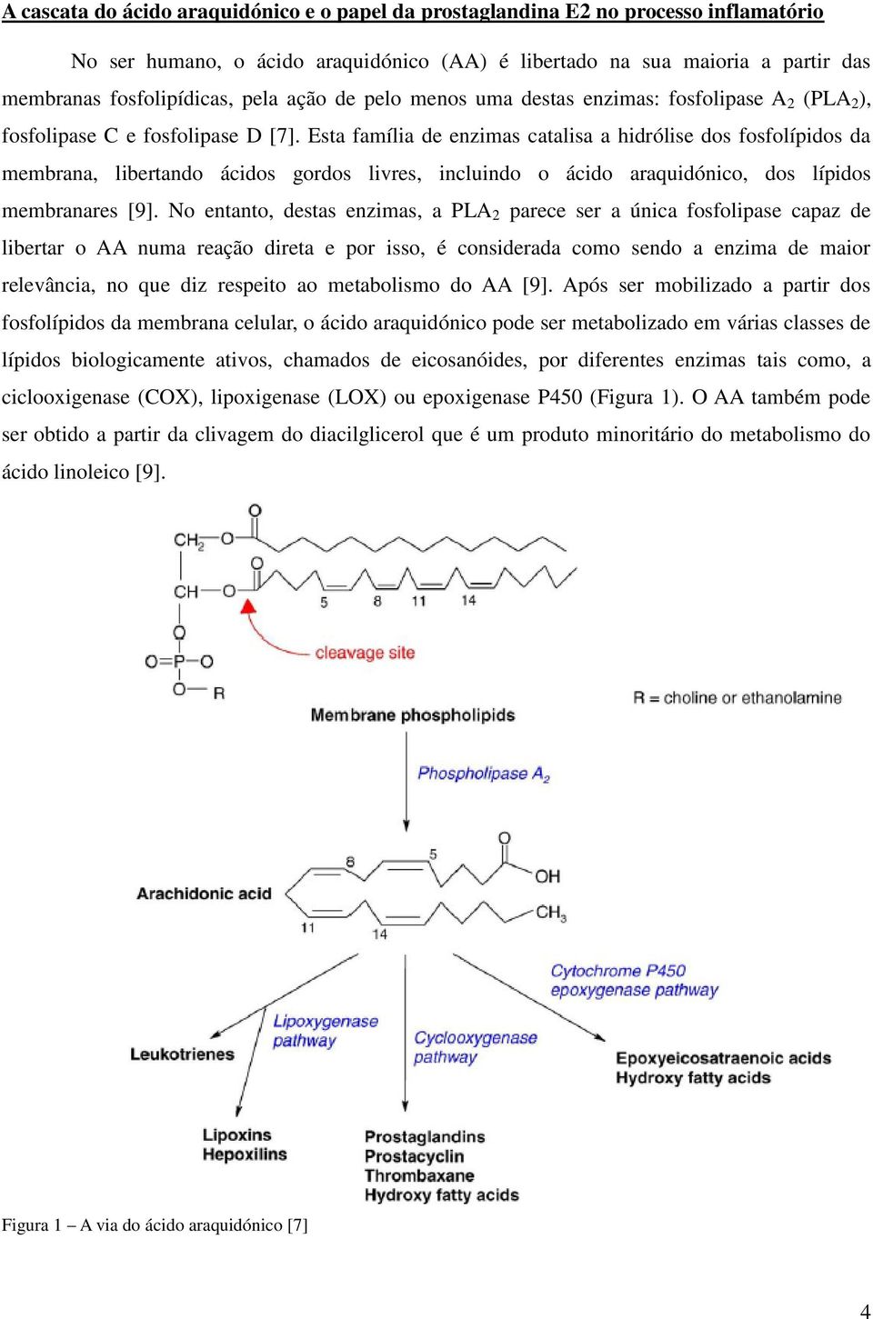 Esta família de enzimas catalisa a hidrólise dos fosfolípidos da membrana, libertando ácidos gordos livres, incluindo o ácido araquidónico, dos lípidos membranares [9].
