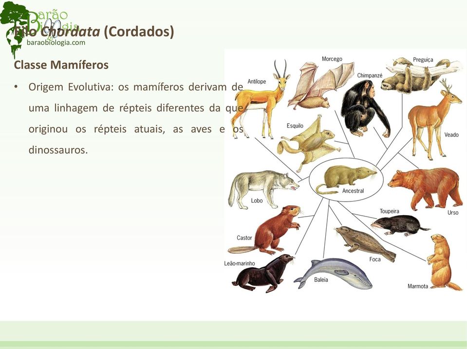 mamíferos derivam de uma linhagem de répteis