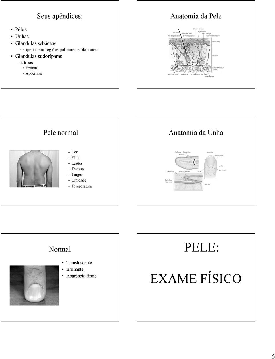 Apócrinas Pele normal Anatomia da Unha Cor Pêlos Lesões Textura Turgor