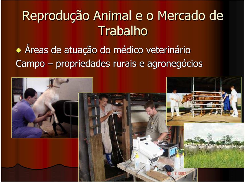 médico m veterinário rio Campo