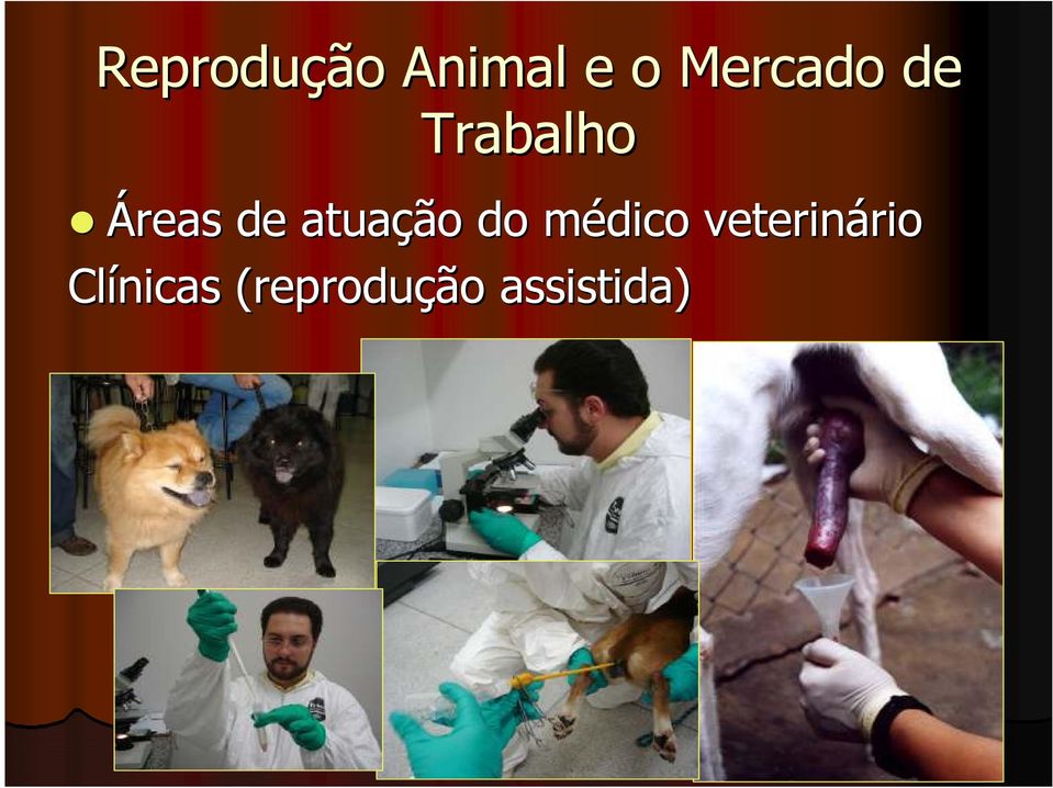 do médico m veterinário rio