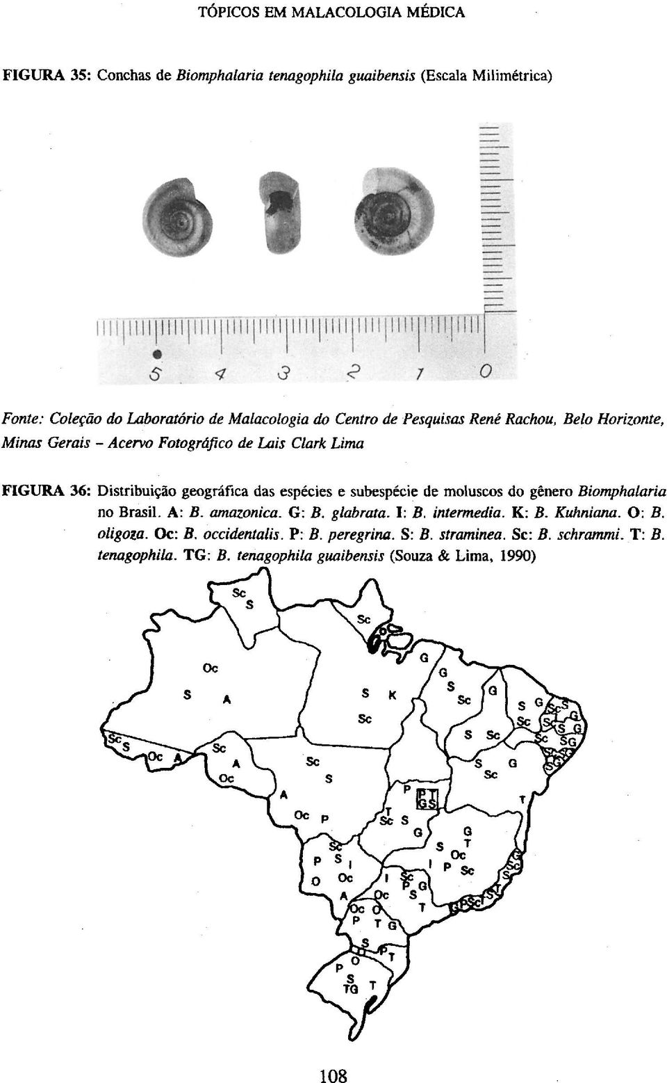 amazônica. G: B. glabrata. I: B. intermedia. K: B. Kuhniana. O: B. oligoia. Oc: B. occidentalis. P: B.