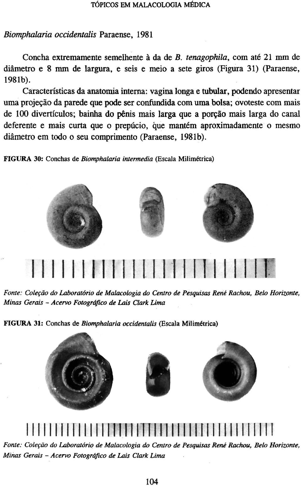 mais larga que a porção mais larga do canal deferente e mais curta que o prepucio, que mantém aproximadamente o mesmo diâmetro em todo o seu comprimento (Paraense, 1981b).