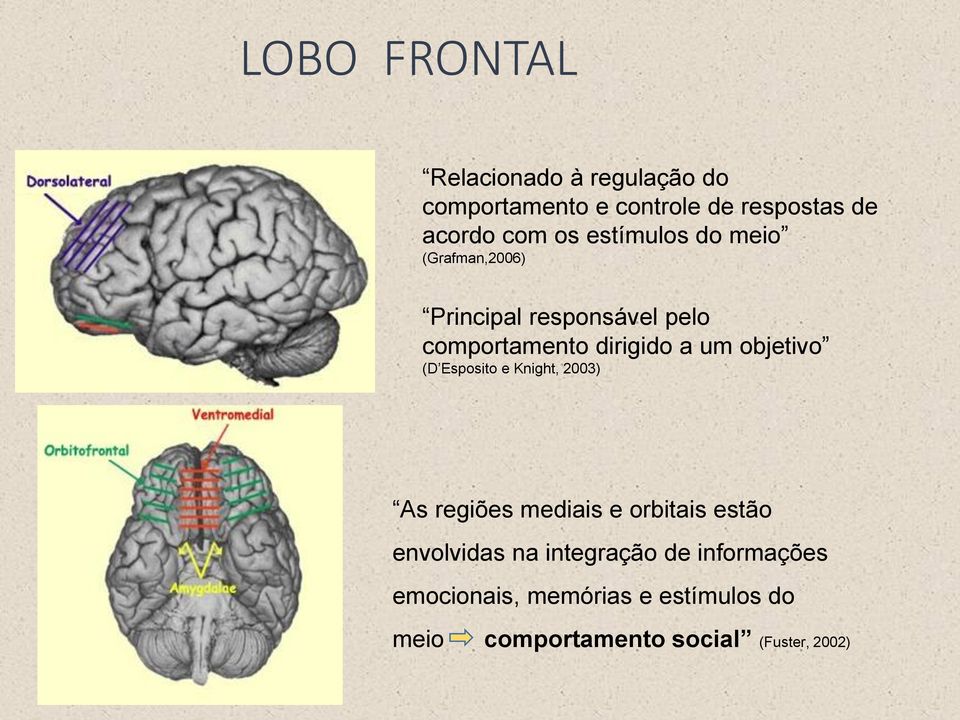 objetivo (D Esposito e Knight, 2003) As regiões mediais e orbitais estão envolvidas na