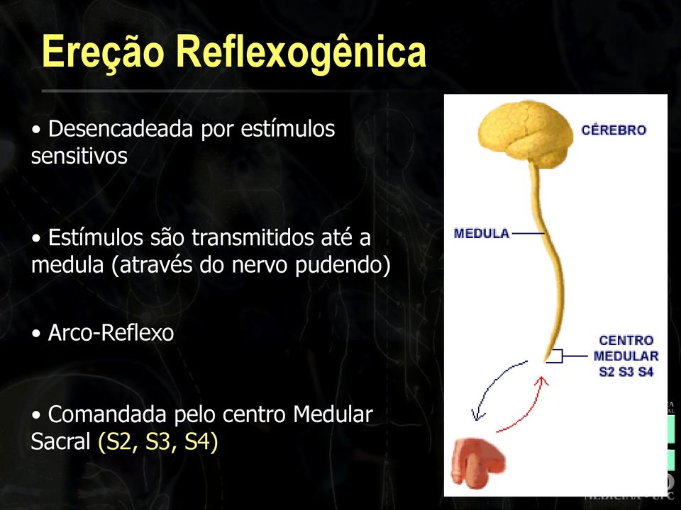 transmitidos até a medula (através do nervo