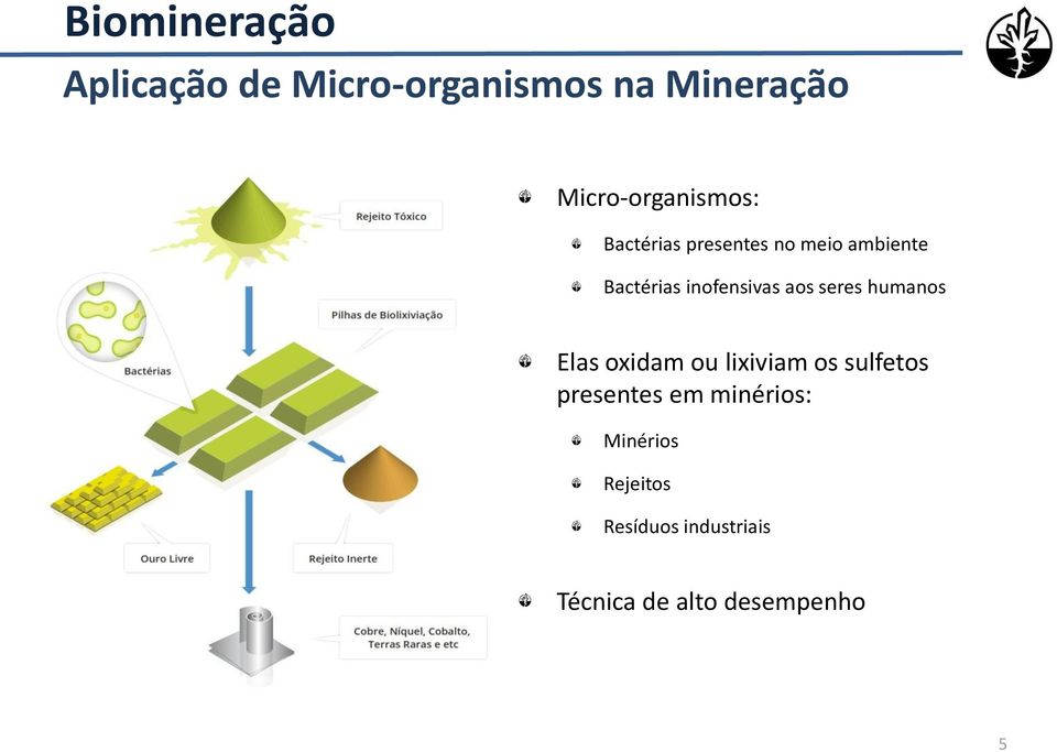 inofensivas aos seres humanos Elas oxidam ou lixiviam os sulfetos