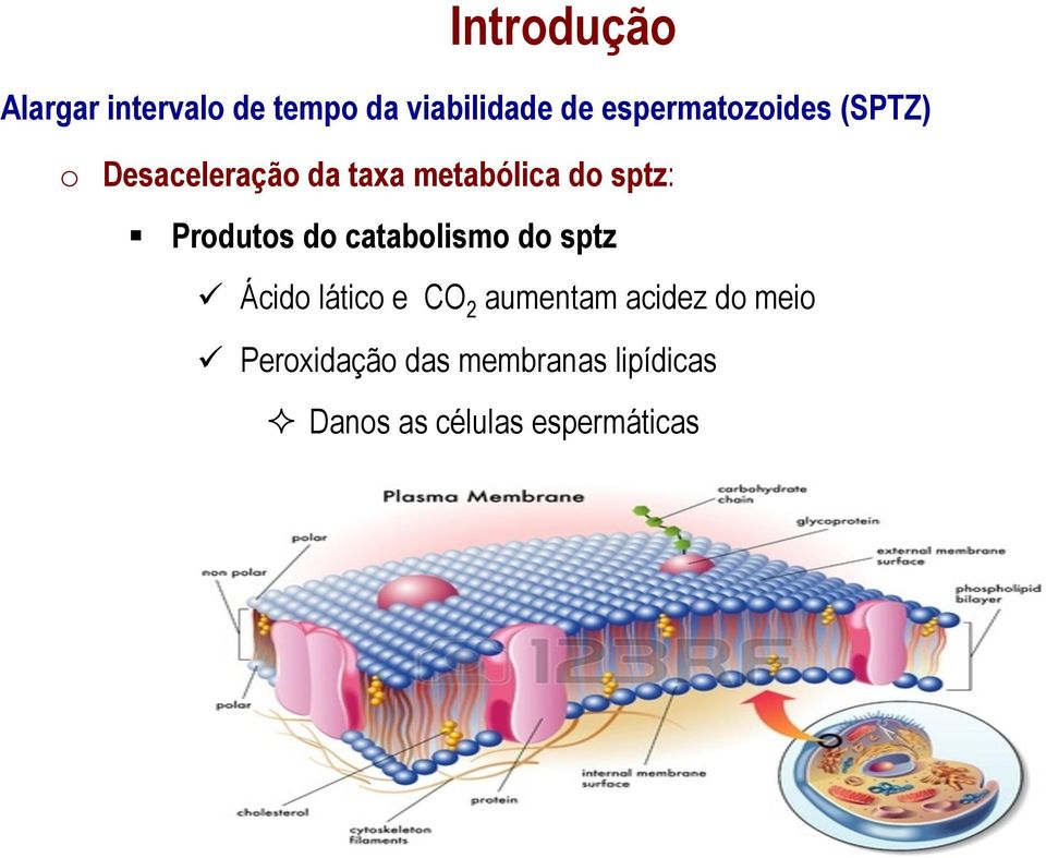 Produtos do catabolismo do sptz ü Ácido lático e CO 2 aumentam