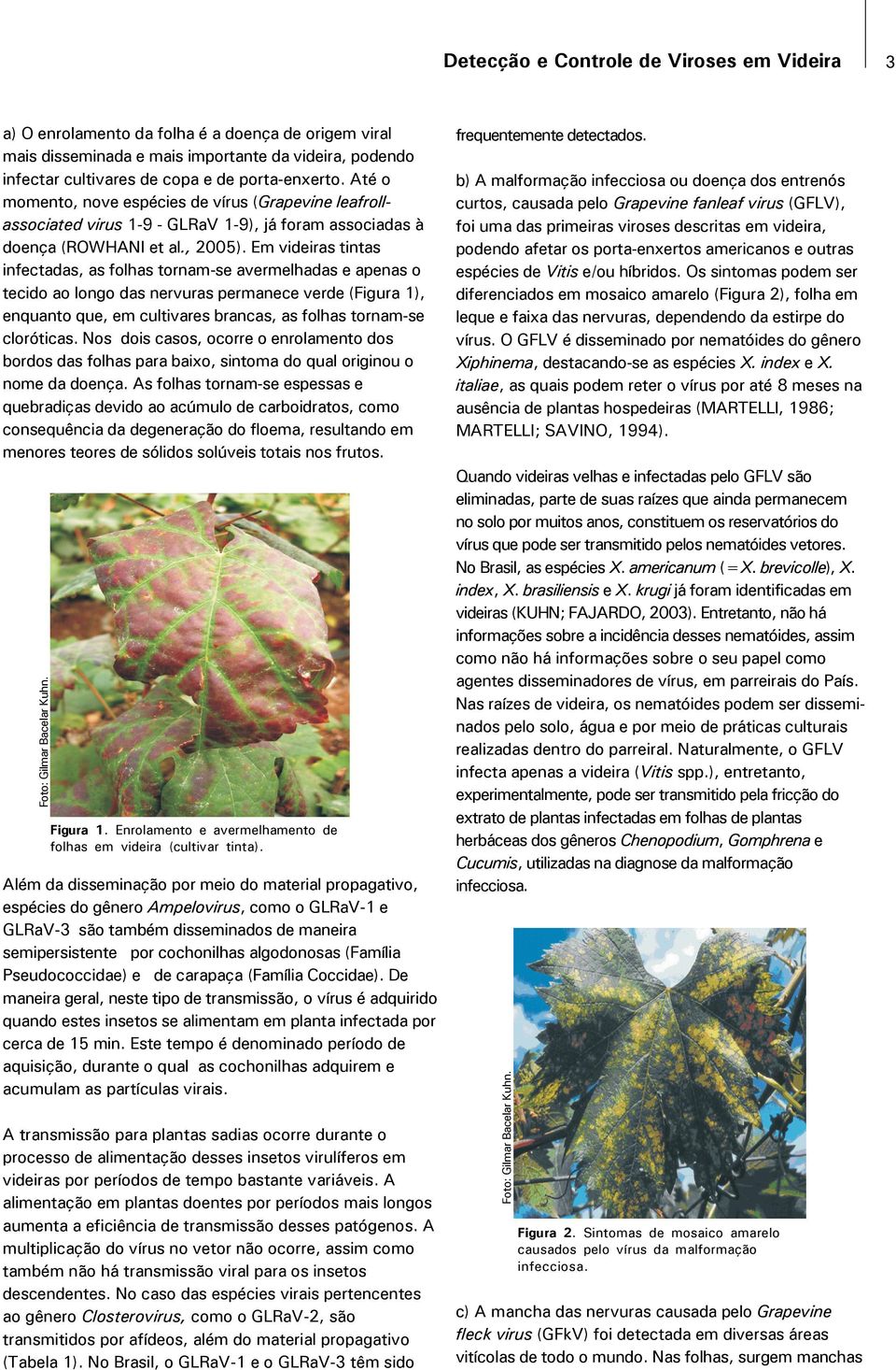 Pseudococcidae) e de carapaça (Família Coccidae). De maneira geral, neste tipo de transmissão, o vírus é adquirido quando estes insetos se alimentam em planta infectada por cerca de 15 min.