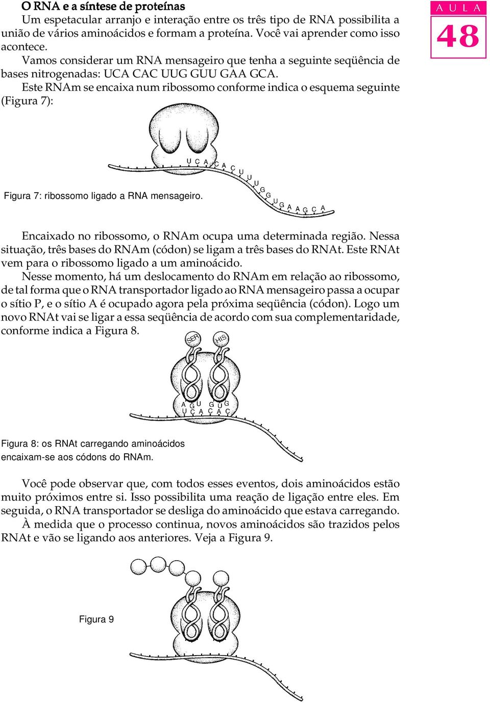 Este RNAm se encaixa num ribossomo conforme indica o esquema seguinte (Figura 7): A U L A Figura 7: ribossomo ligado a RNA mensageiro. Encaixado no ribossomo, o RNAm ocupa uma determinada região.