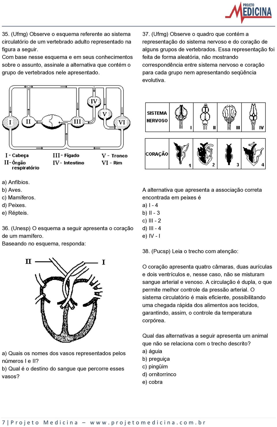 (Ufmg) Observe o quadro que contém a representação do sistema nervoso e do coração de alguns grupos de vertebrados.