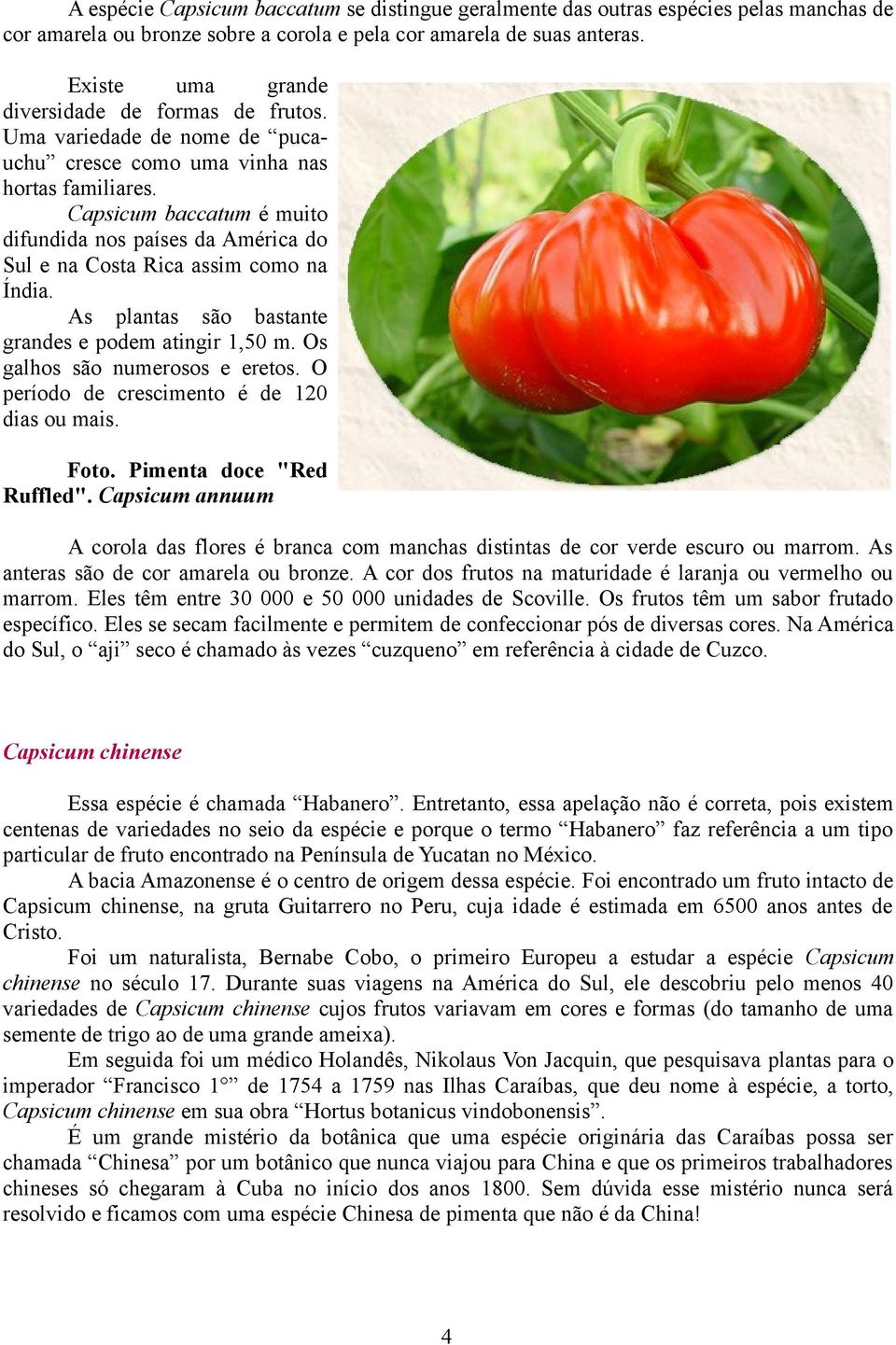 Capsicum baccatum é muito difundida nos países da América do Sul e na Costa Rica assim como na Índia. As plantas são bastante grandes e podem atingir 1,50 m. Os galhos são numerosos e eretos.