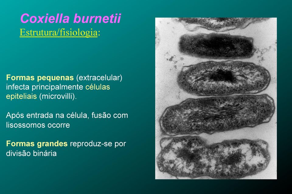 (microvilli).