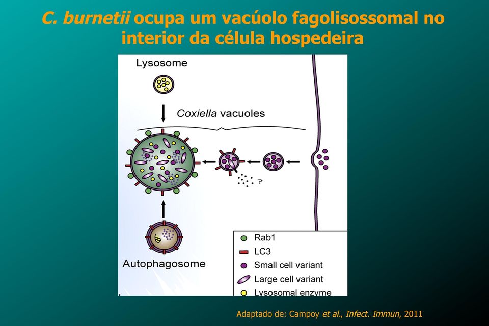 célula hospedeira Adaptado de: