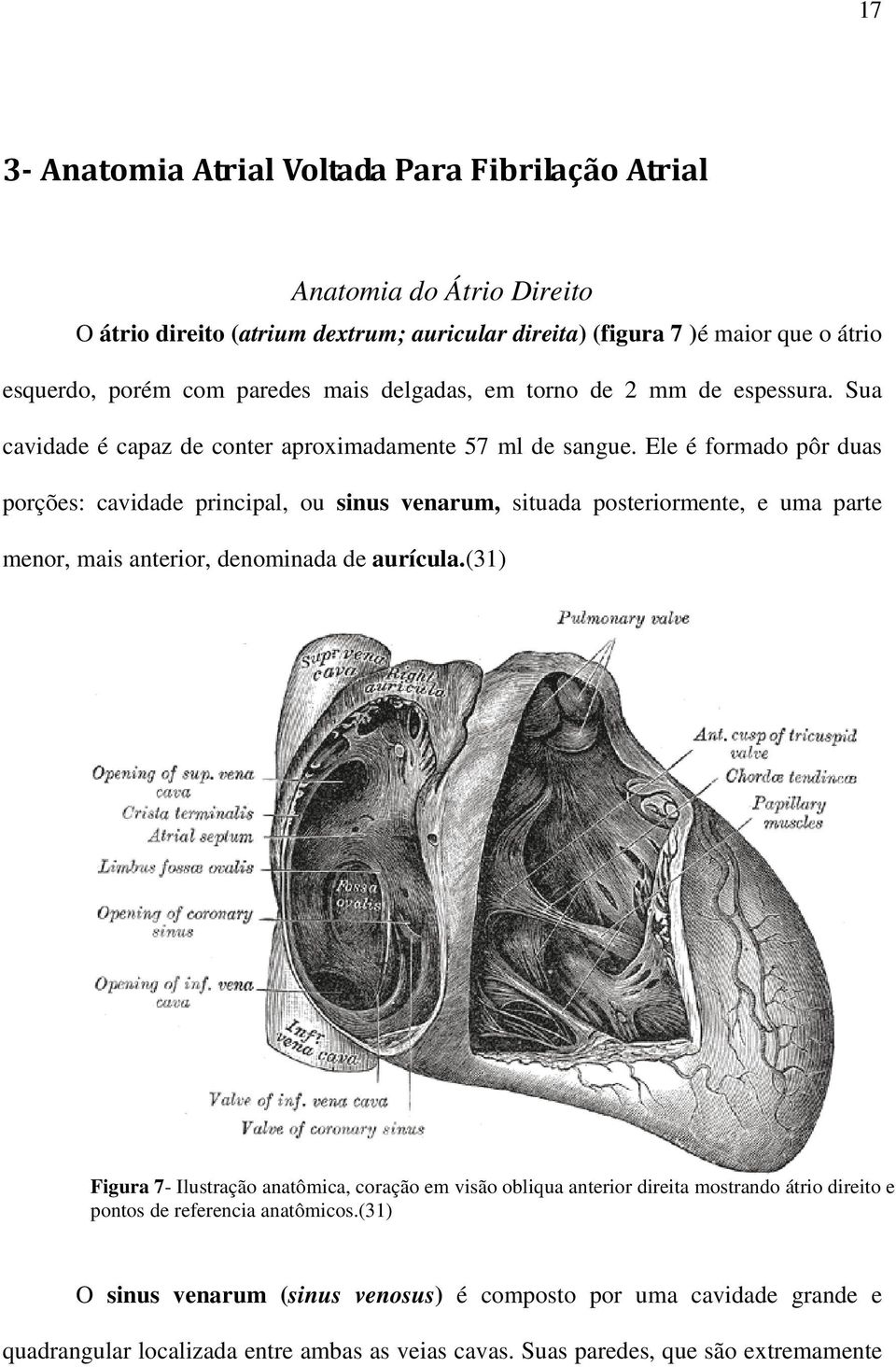 Ele é formado pôr duas porções: cavidade principal, ou sinus venarum, situada posteriormente, e uma parte menor, mais anterior, denominada de aurícula.