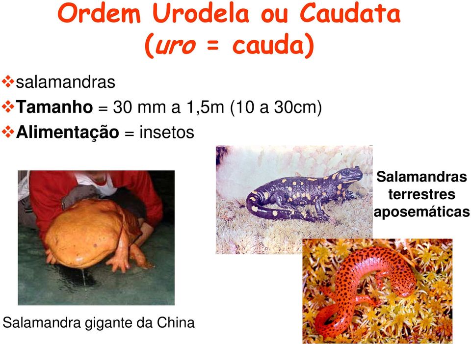 30cm) Alimentação = insetos Salamandras