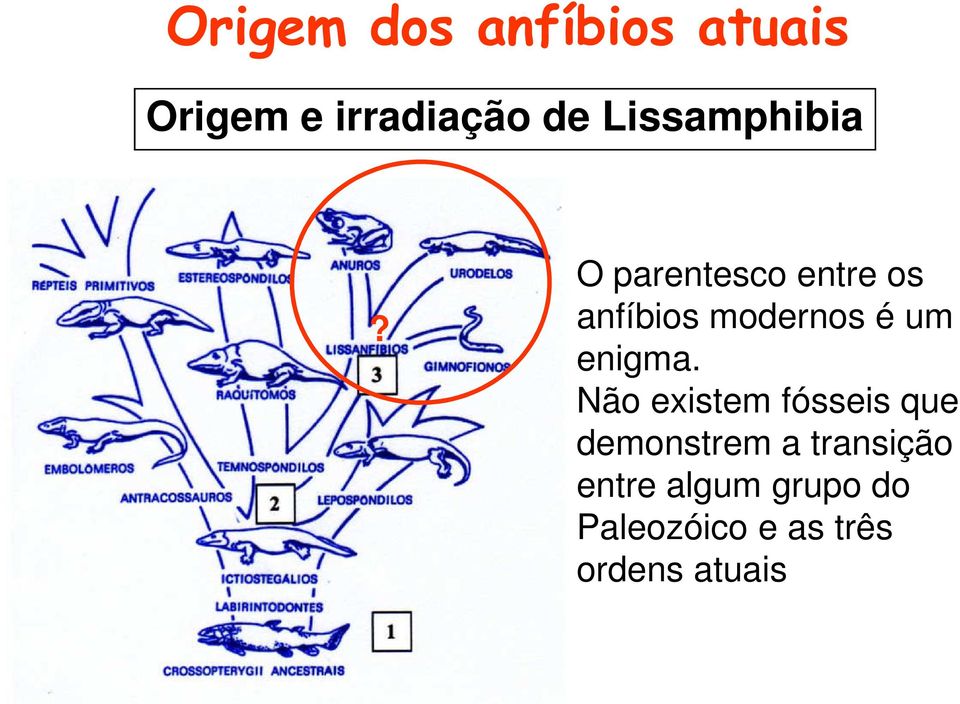 O parentesco entre os anfíbios modernos é um enigma.