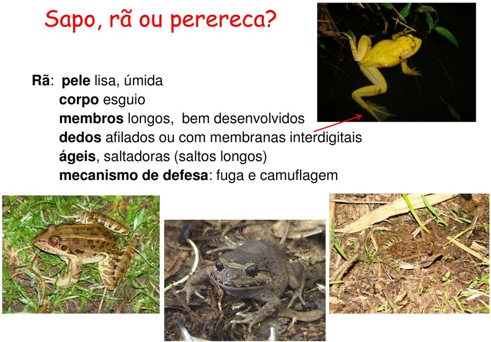 bem desenvolvidos dedos afilados ou com membranas