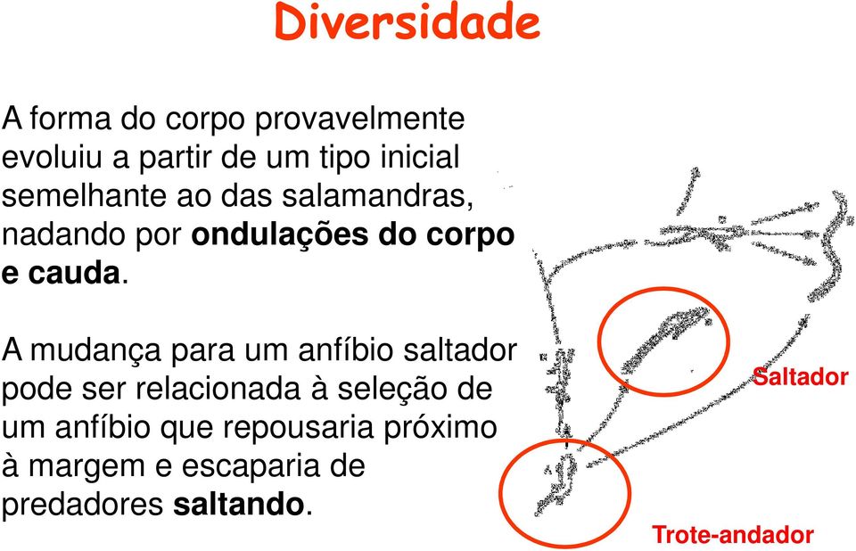 A mudança para um anfíbio saltador pode ser relacionada à seleção de um anfíbio