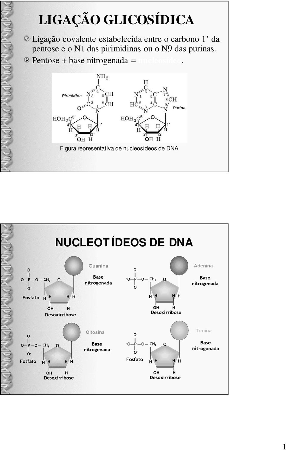 purinas. Pentose + base nitrogenada = nucleosídeo.