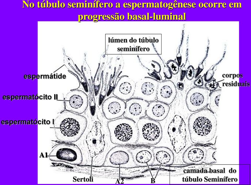 espermátide espermatócito II corpos residuais