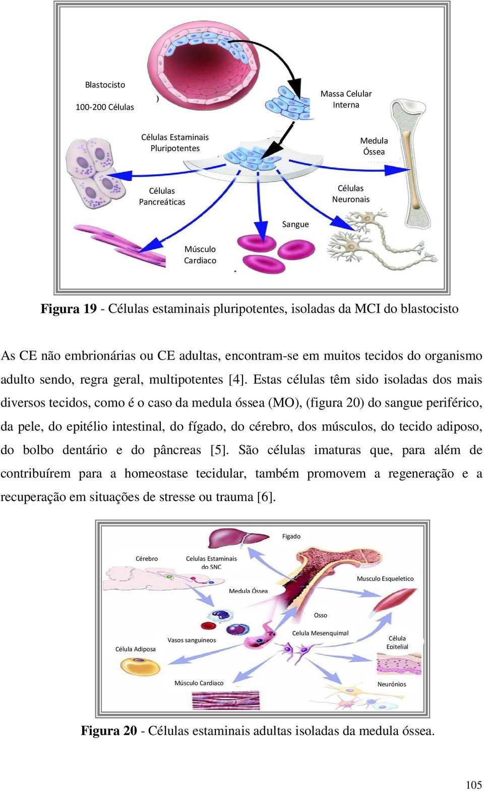 Estas células têm sid isladas ds mais diverss tecids, cm é cas da medula óssea (MO), (figura 20) d sangue periféric, da pele, d epitéli intestinal, d fígad, d cérebr, ds músculs, d tecid adips, d blb