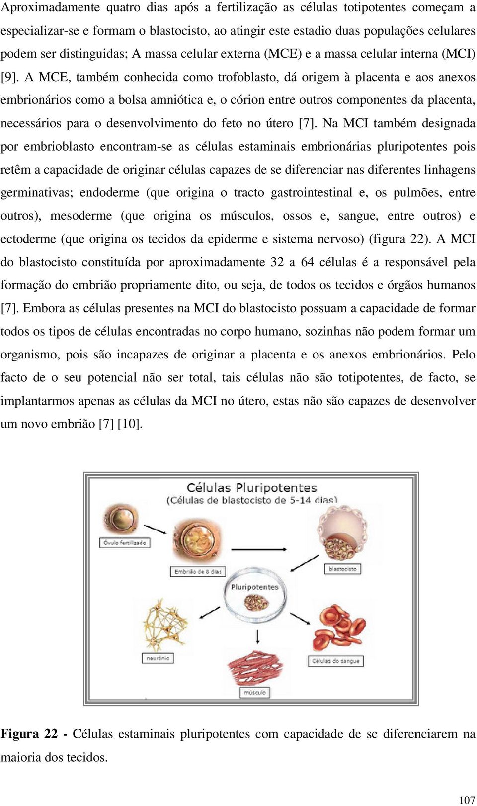 A MCE, também cnhecida cm trfblast, dá rigem à placenta e as anexs embrináris cm a blsa amniótica e, córin entre utrs cmpnentes da placenta, necessáris para desenvlviment envlviment d fet n úter [7].