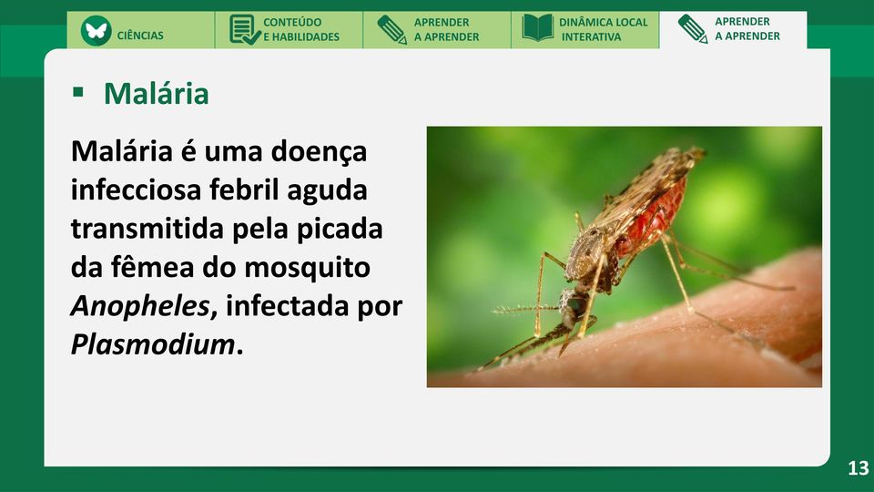 pela picada da fêmea do mosquito