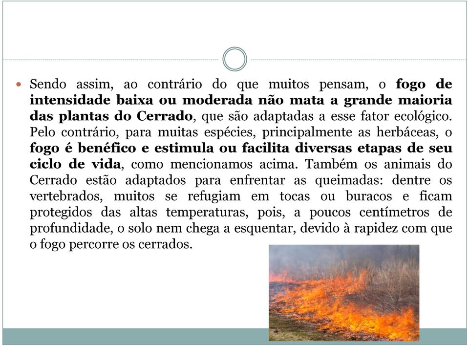 Pelo contrário, para muitas espécies, principalmente as herbáceas, o fogo é benéfico e estimula ou facilita diversas etapas de seu ciclo de vida, como mencionamos