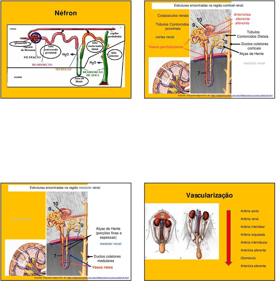 html Estruturas encontradas na região medular renal: Vascularização Artéria aorta córtex renal Artéria renal Alças de Henle (porções finas e espessas) medular renal Ductos coletores