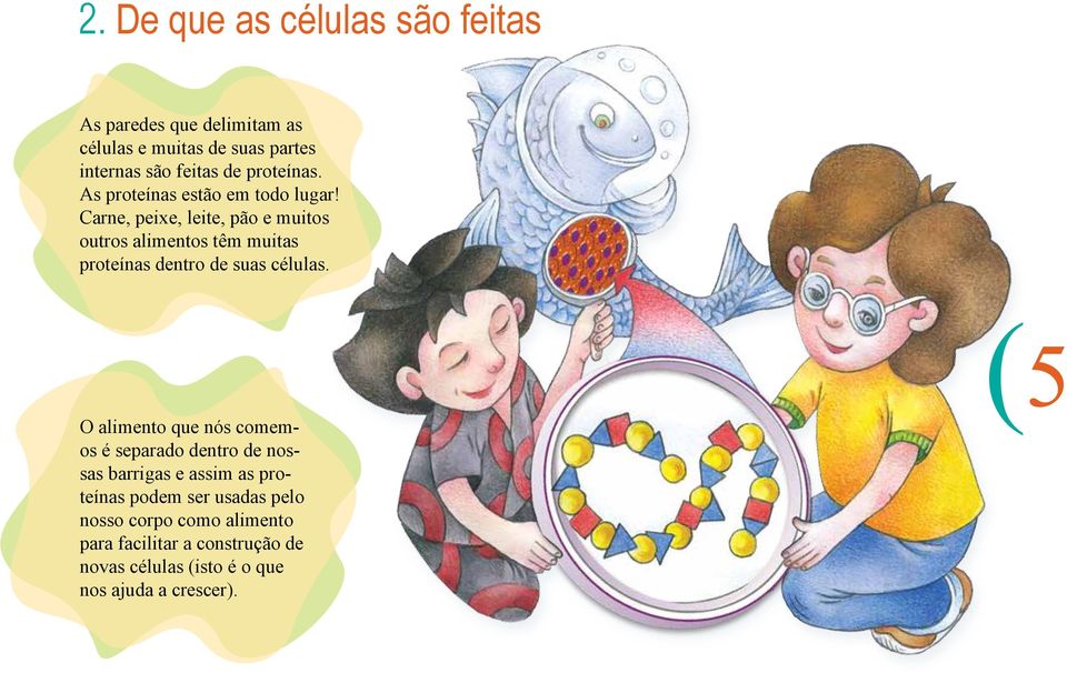 Carne, peixe, leite, pão e muitos outros alimentos têm muitas proteínas dentro de suas células.