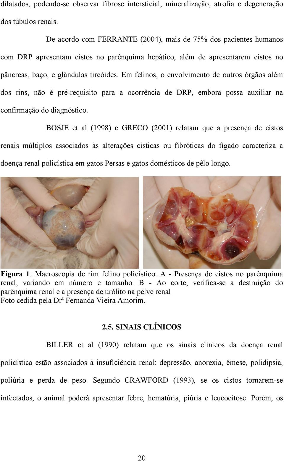 Em felinos, o envolvimento de outros órgãos além dos rins, não é pré-requisito para a ocorrência de DRP, embora possa auxiliar na confirmação do diagnóstico.