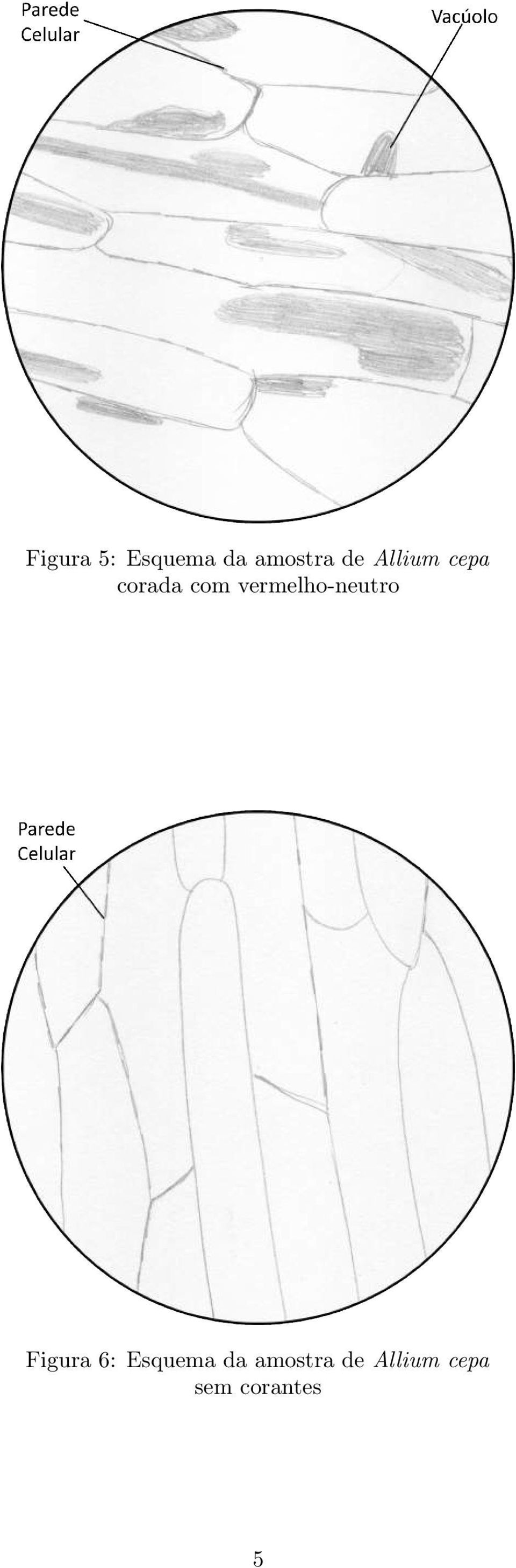 vermelho-neutro Figura 6: