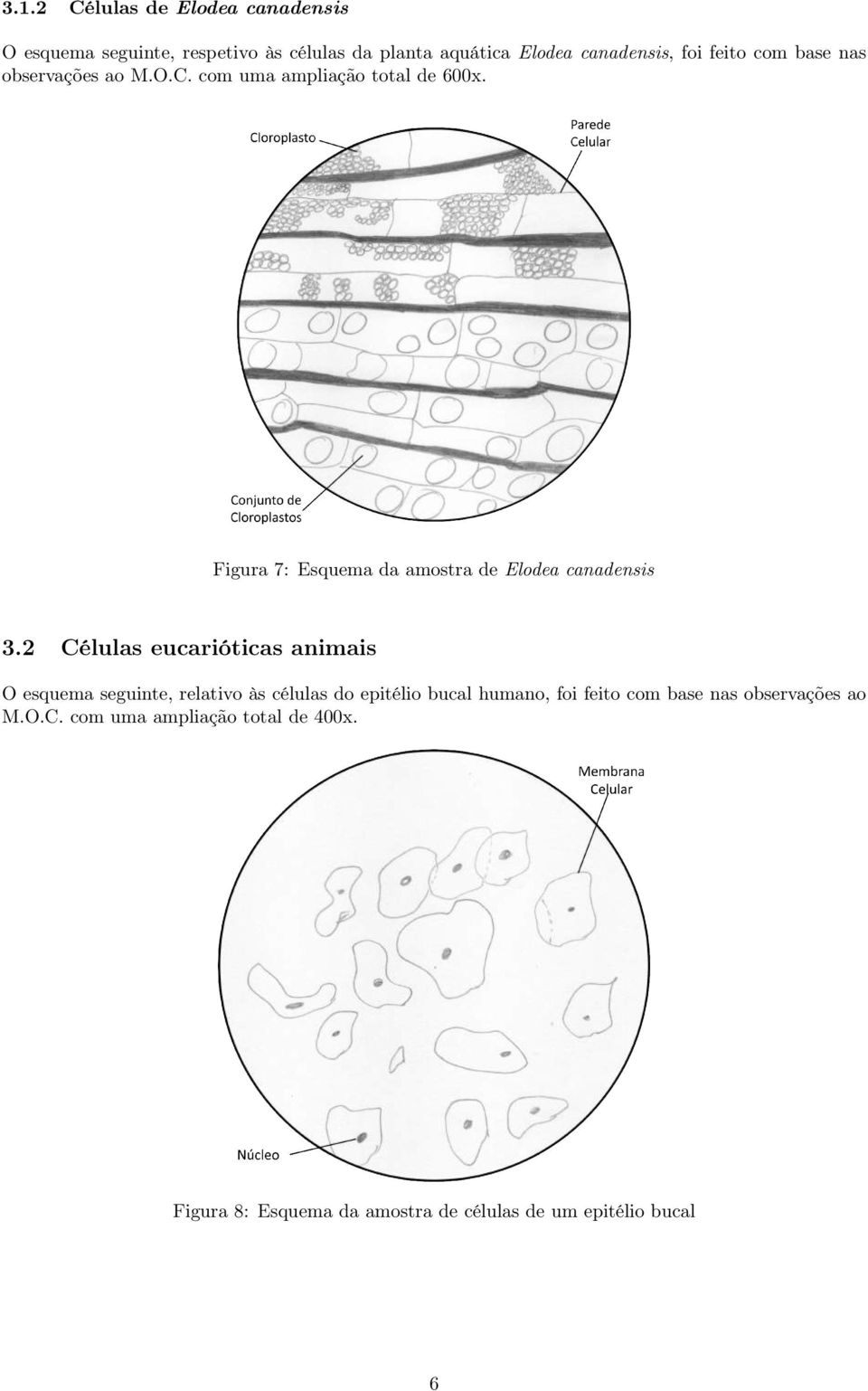 Figura 7: Esquema da amostra de Elodea canadensis 3.