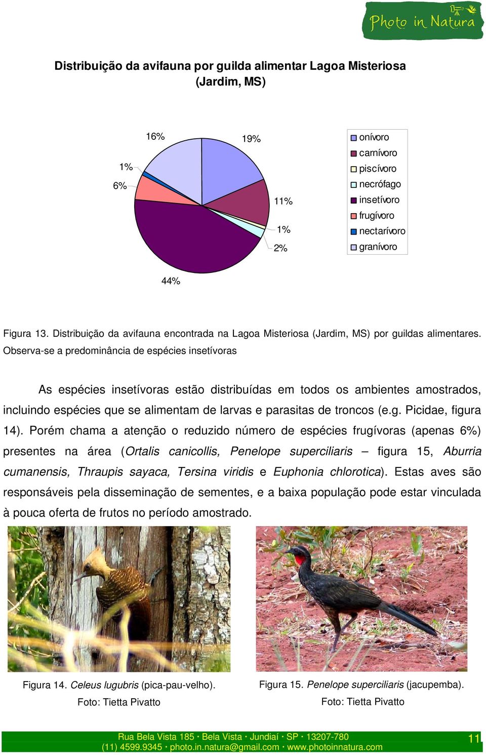 Observa-se a predominância de espécies insetívoras As espécies insetívoras estão distribuídas em todos os ambientes amostrados, incluindo espécies que se alimentam de larvas e parasitas de troncos (e.