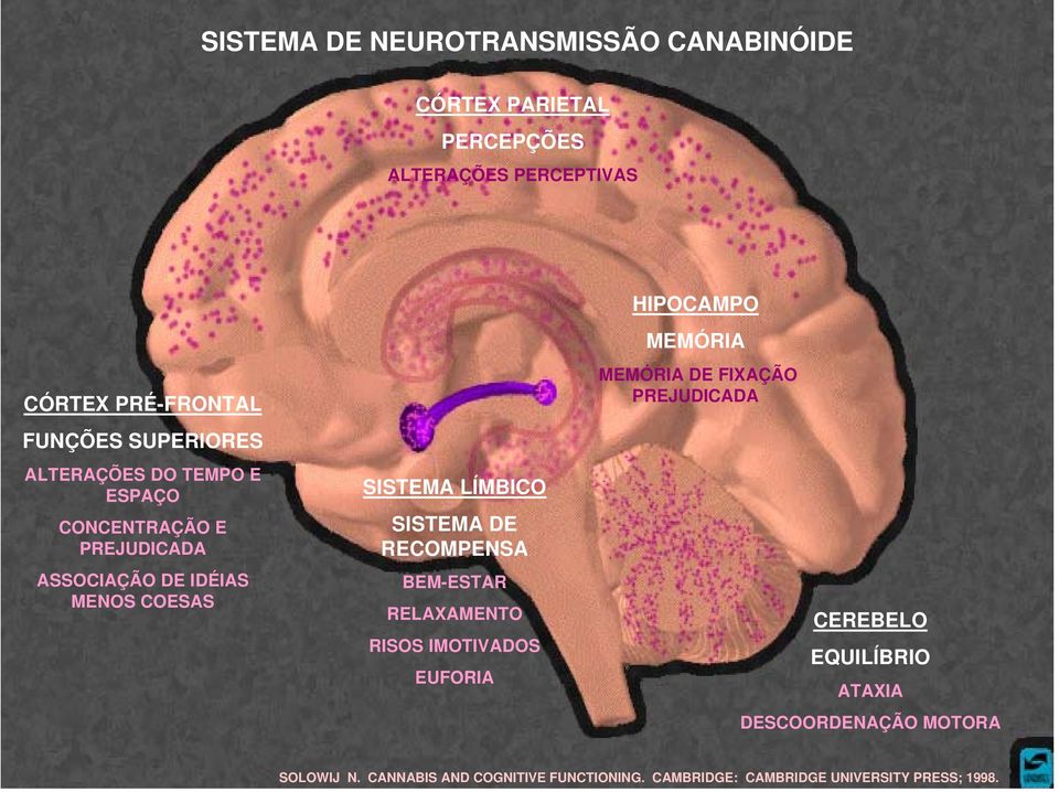 SISTEMA DE RECOMPENSA BEM-ESTAR RELAXAMENTO RISOS IMOTIVADOS EUFORIA HIPOCAMPO MEMÓRIA MEMÓRIA DE FIXAÇÃO PREJUDICADA