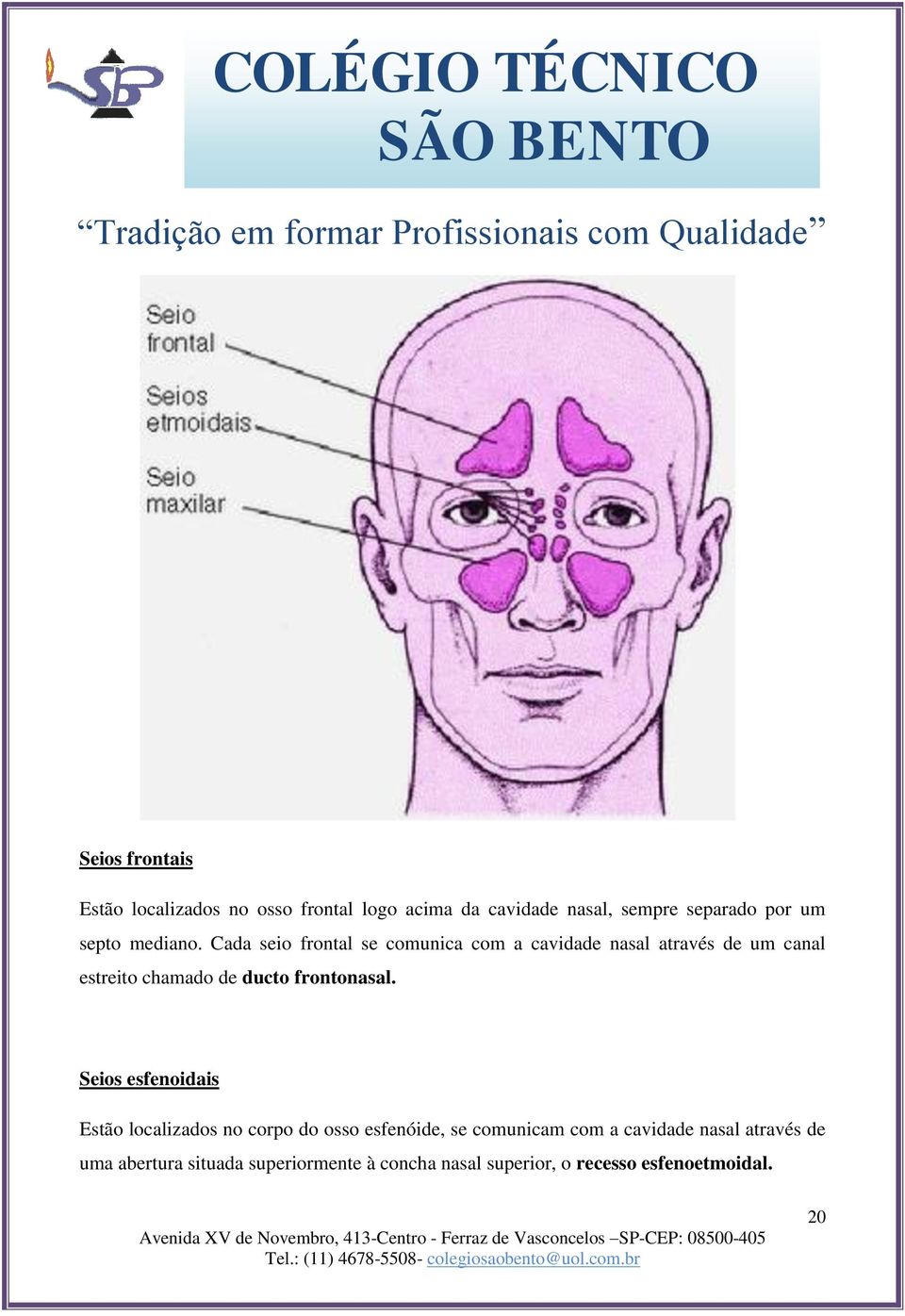 Cada seio frontal se comunica com a cavidade nasal através de um canal estreito chamado de ducto