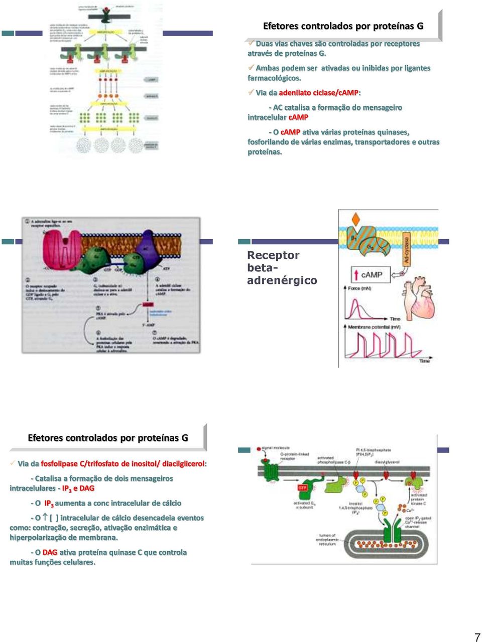 Receptor betaadrenérgico Efetores controlados por proteínas G Via da fosfolipase C/trifosfato de inositol/ diacilglicerol: - Catalisa a formação de dois mensageiros intracelulares - IP 3 e DAG - O IP