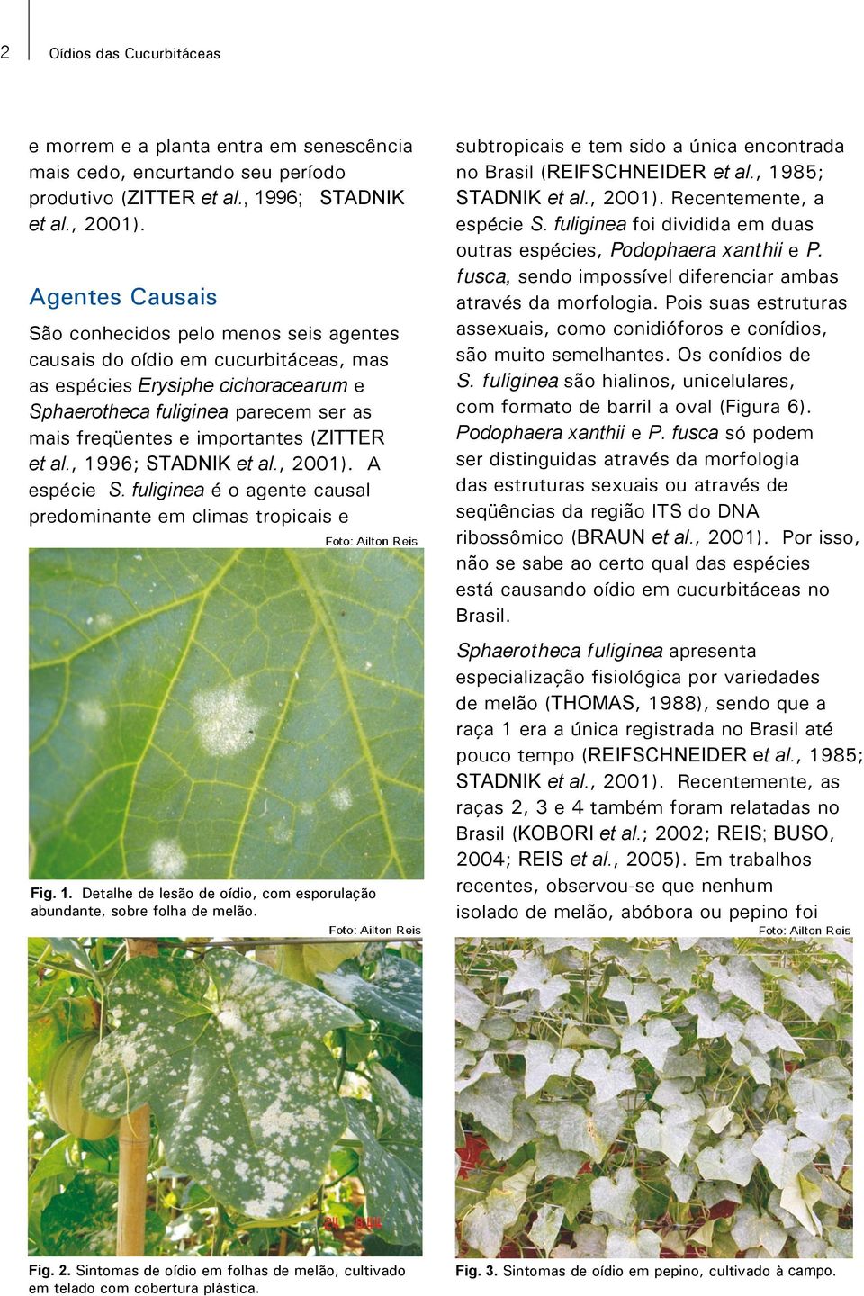 (ZITTER et al., 1996; STADNIK et al., 2001). A espécie S. fuliginea é o agente causal predominante em climas tropicais e Fig. 1. Detalhe de lesão de oídio, com esporulação abundante, sobre folha de melão.