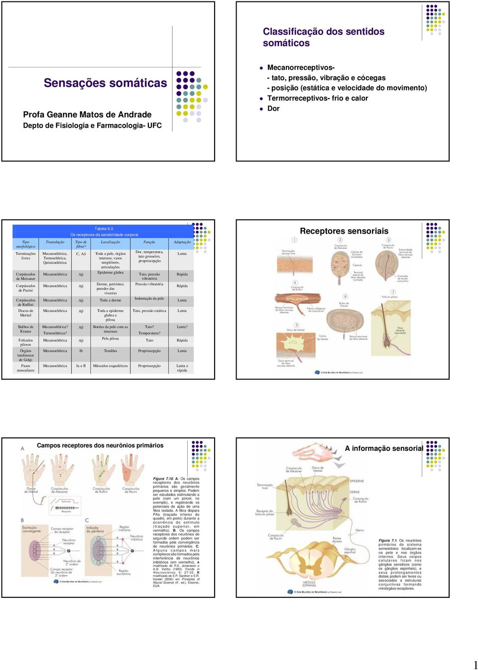 Bulbos de Krause Folículos pilosos Órgãos tendinosos de Golgi Fusos musculares Tabela 6.3.