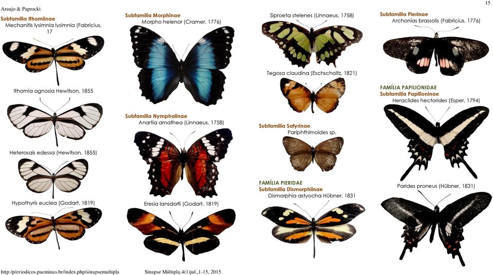 Heraclides hectorides (Esper, 1794) Subfamilia Nymphalinae Anartia amathea (Linnaeus, 1758) Subfamilia Satyrinae Pariphthimoides sp.