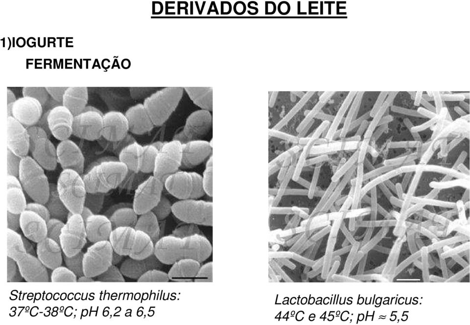 thermophilus: 37ºC-38ºC; ph 6,2 a