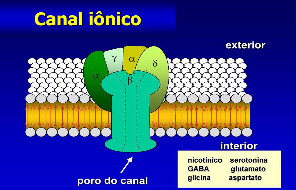 glicina